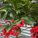 Picture of Ardisia crispa