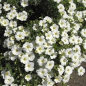 Picture of Arenaria Montana