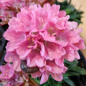 Picture of Armeria Amazing Little Peach