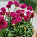 Picture of Armeria Amazing Little Ruby
