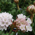 Picture of Armeria Armazing Snow