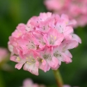 Picture of Armeria Daydream