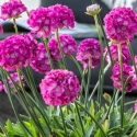 Picture of Armeria Dream Weaver