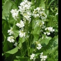 Picture of Armoracia rusticana