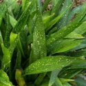 Picture of Aspidistra Lurida