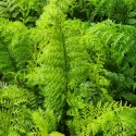 Picture of Asplenium Bulbiferum