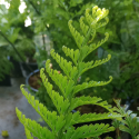 Picture of Asplenium Maori Princess