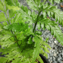 Picture of Asplenium Southern Belle