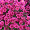 Picture of Aster Royal Ruby