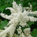 Picture of Astilbe Diamante