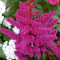 Picture of Astilbe Fuschia Spangles