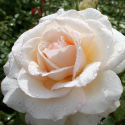 Picture of Auckland Metro Std 80cm Single Bud-Rose
