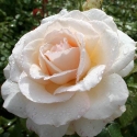 Picture of Auckland Metro Std 80cm-Rose