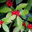 Picture of Aucuba Japonica