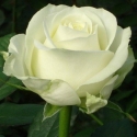 Picture of Avalanche Std 80cm-Rose