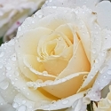 Picture of Avalanche-Rose