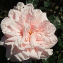 Picture of Awakening Clg-Rose