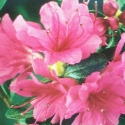 Picture of Azalea Amoena