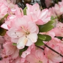 Picture of Azalea Apple Blossom