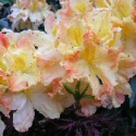 Picture of Azalea Banana Beauty