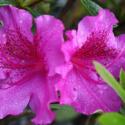 Picture of Azalea Blue Danube