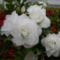 Picture of Azalea Brides Bouquet