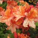 Picture of Azalea Carmen