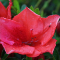 Picture of Azalea Cocade
