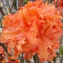 Picture of Azalea Copper Frills