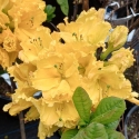 Picture of Azalea Crosshill Frills