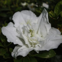 Picture of Azalea Daphne