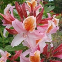 Picture of Azalea Delicatissima