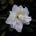 Picture of Azalea Dream Clouds