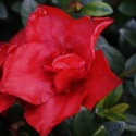 Azalea Elsa Karger Picture of Azalea Elsa Karger