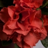 Picture of Azalea Encore Autumn Embers