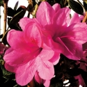 Picture of Azalea  Autumn Empress