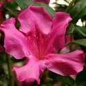 Picture of Azalea Encore Autumn Royalty