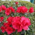 Picture of Azalea Fiery Boy