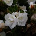 Picture of Azalea Gardenia Supreme