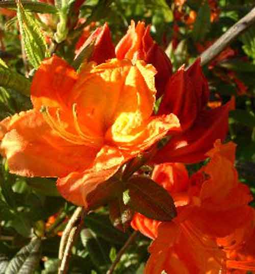 Picture of Azalea Glowing Embers