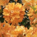 Picture of Azalea Golden Lights