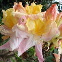 Picture of Azalea Happy Birthday