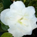 Picture of Azalea Hardy Gardenia