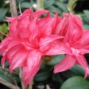 Picture of Azalea Homebush