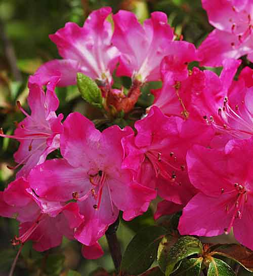 Picture of Azalea Komo Kulshan