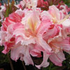 Picture of Azalea Louie Williams
