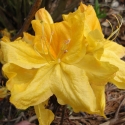 Picture of Azalea Melford Lemon