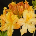 Picture of Azalea Midas