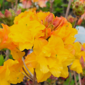 Picture of Azalea Midas