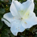 Picture of Azalea Mrs Kint White